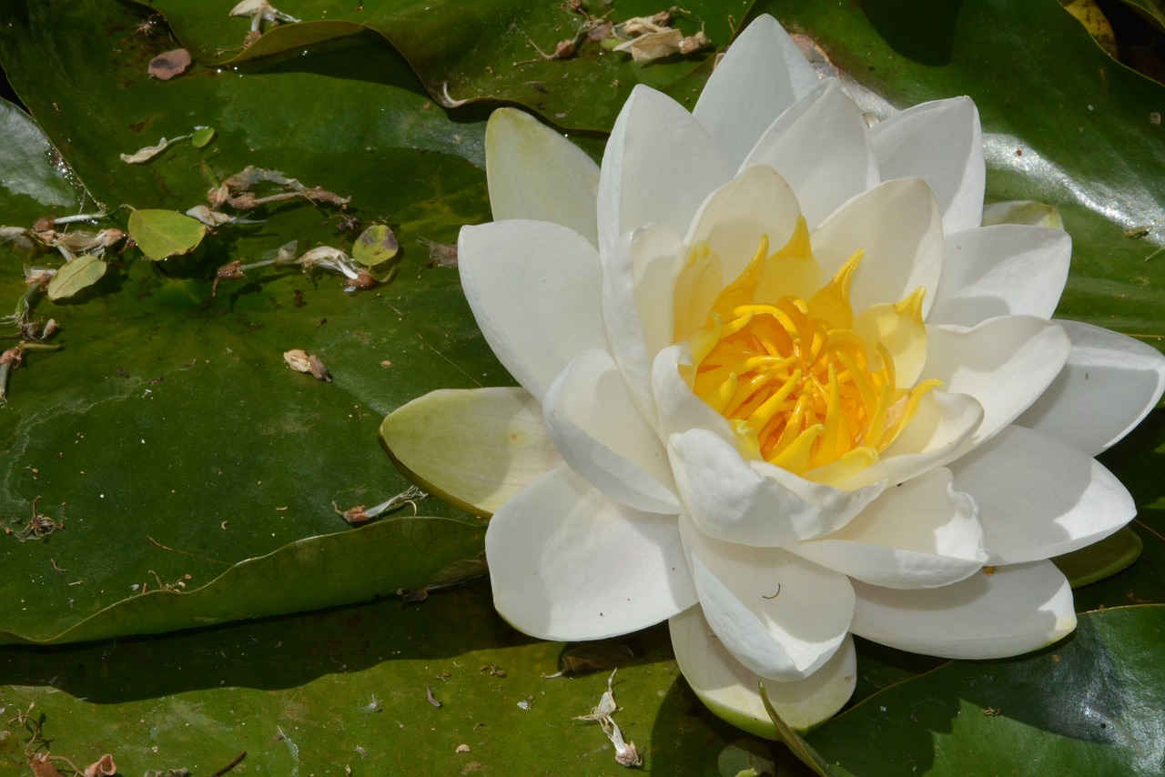 water lily pond flower free photo