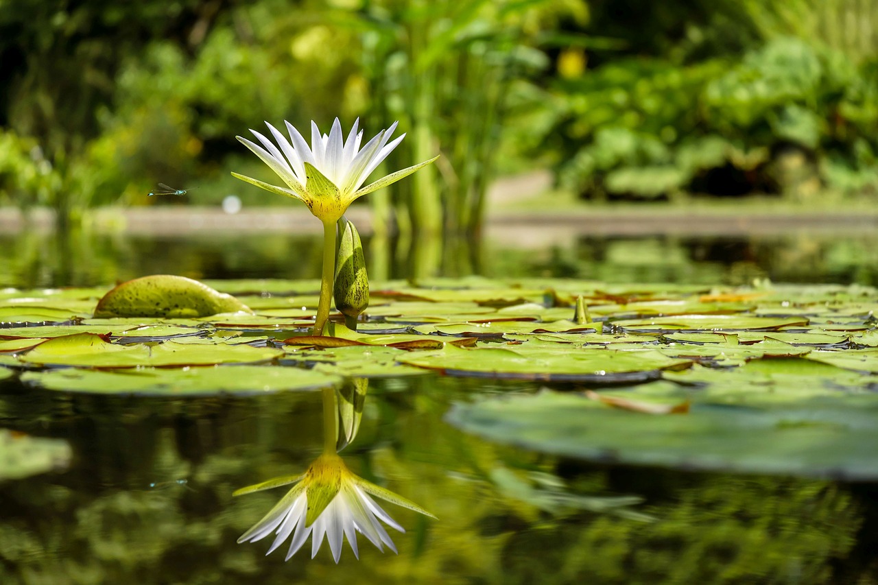 water lily flower flowers free photo