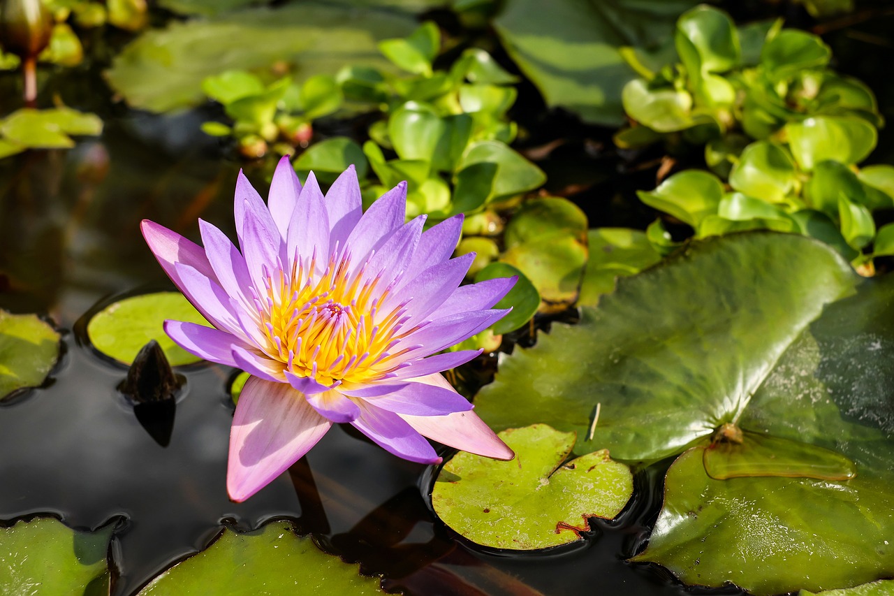 water lily flower blossom free photo