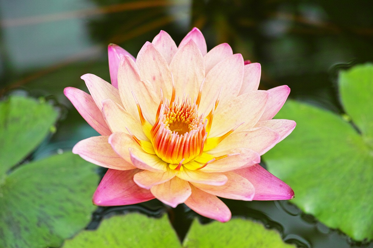 water lily plant waterside free photo