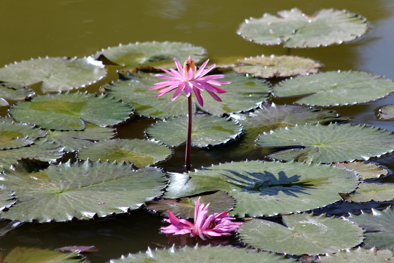 water lily lily flower free photo