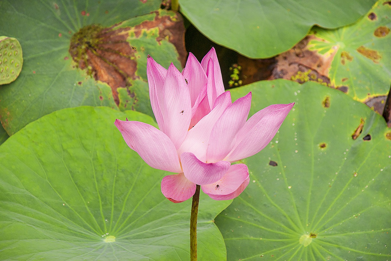 water lily aquatic plants tropical flower free photo