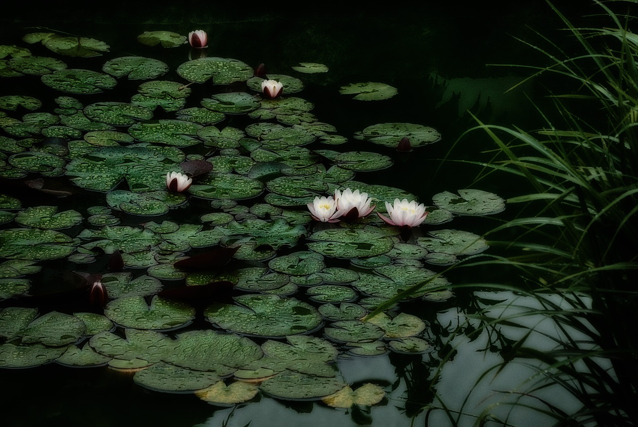 water lily aquatic plant nuphar free photo