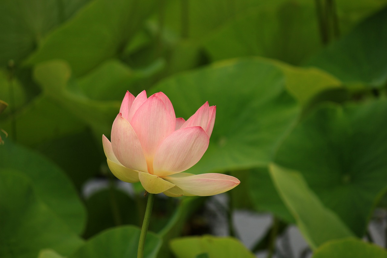 water lily aquatic plant nature free photo