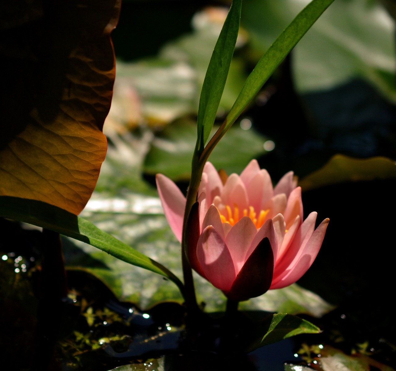 water lily pink flowers free photo