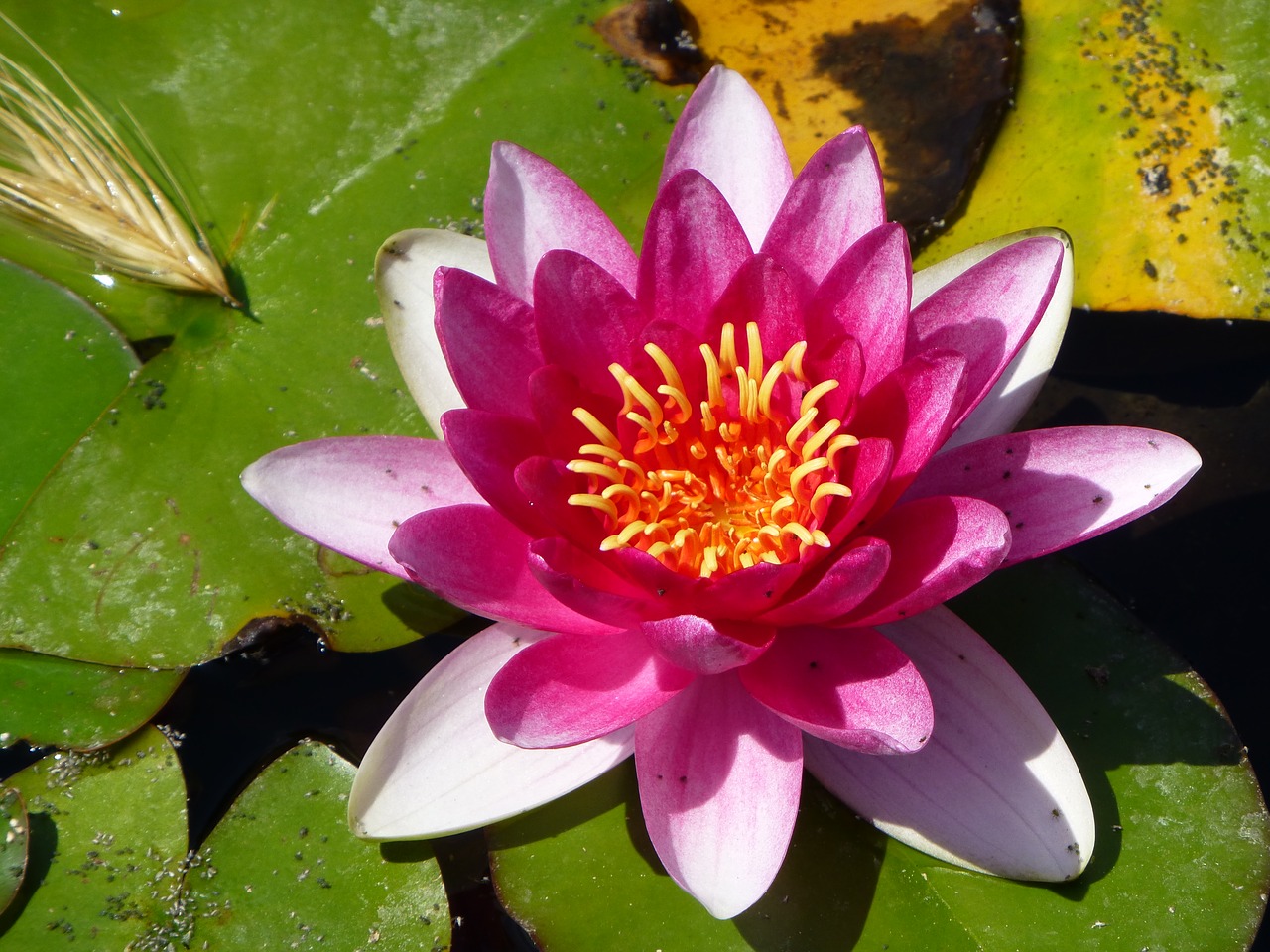 water lily pink blossom free photo