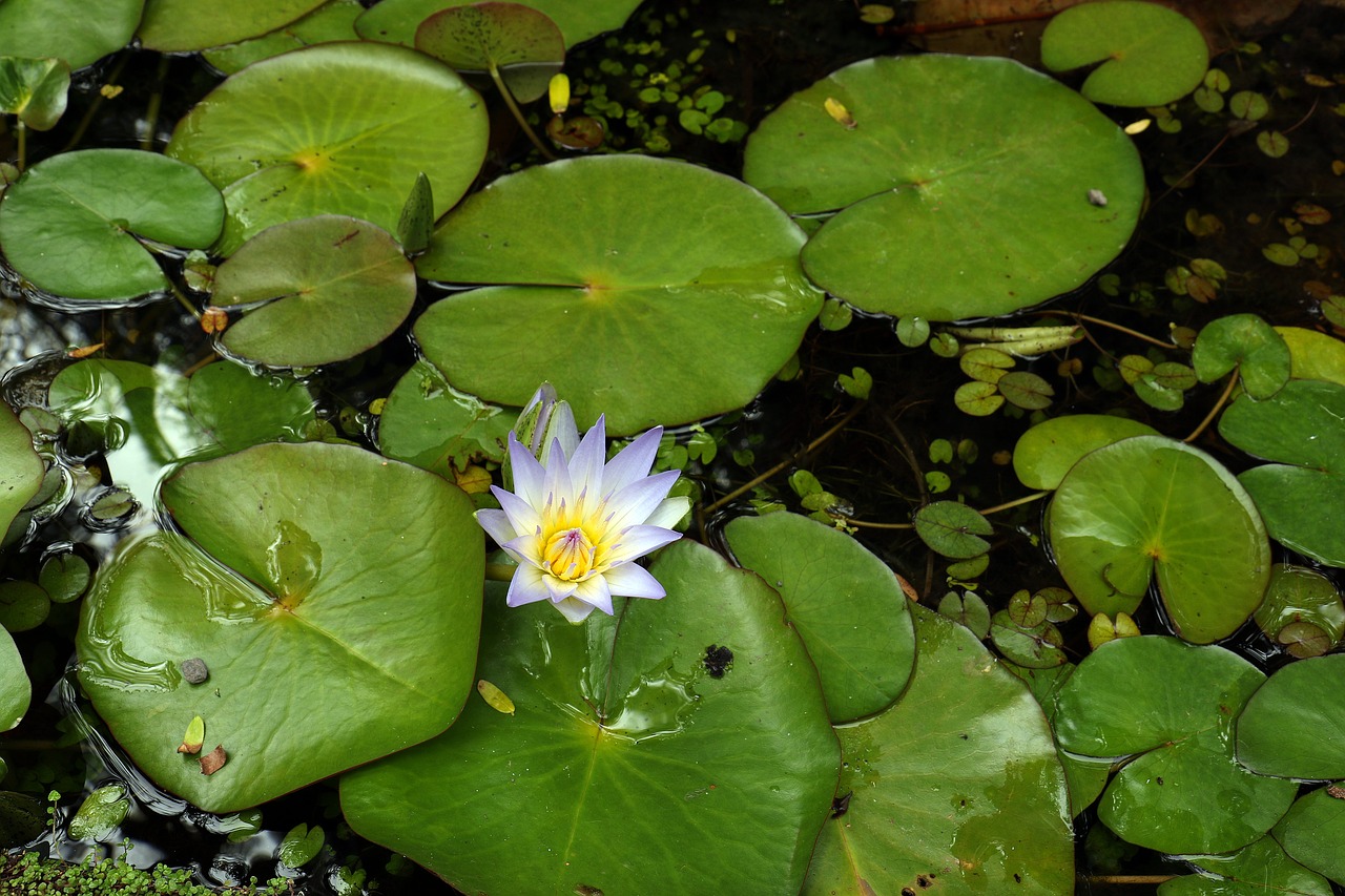 water lily water plant pond free photo