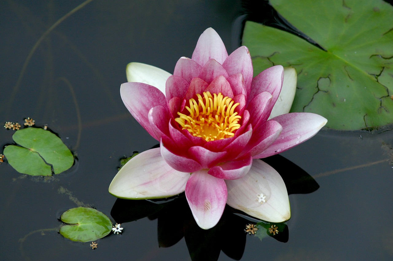water lily water aquatic plant free photo