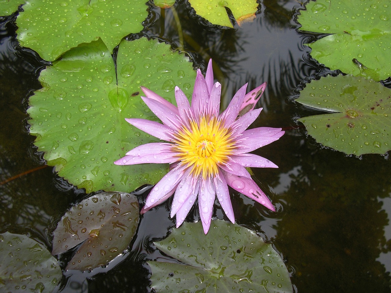 water lily water plant flower free photo