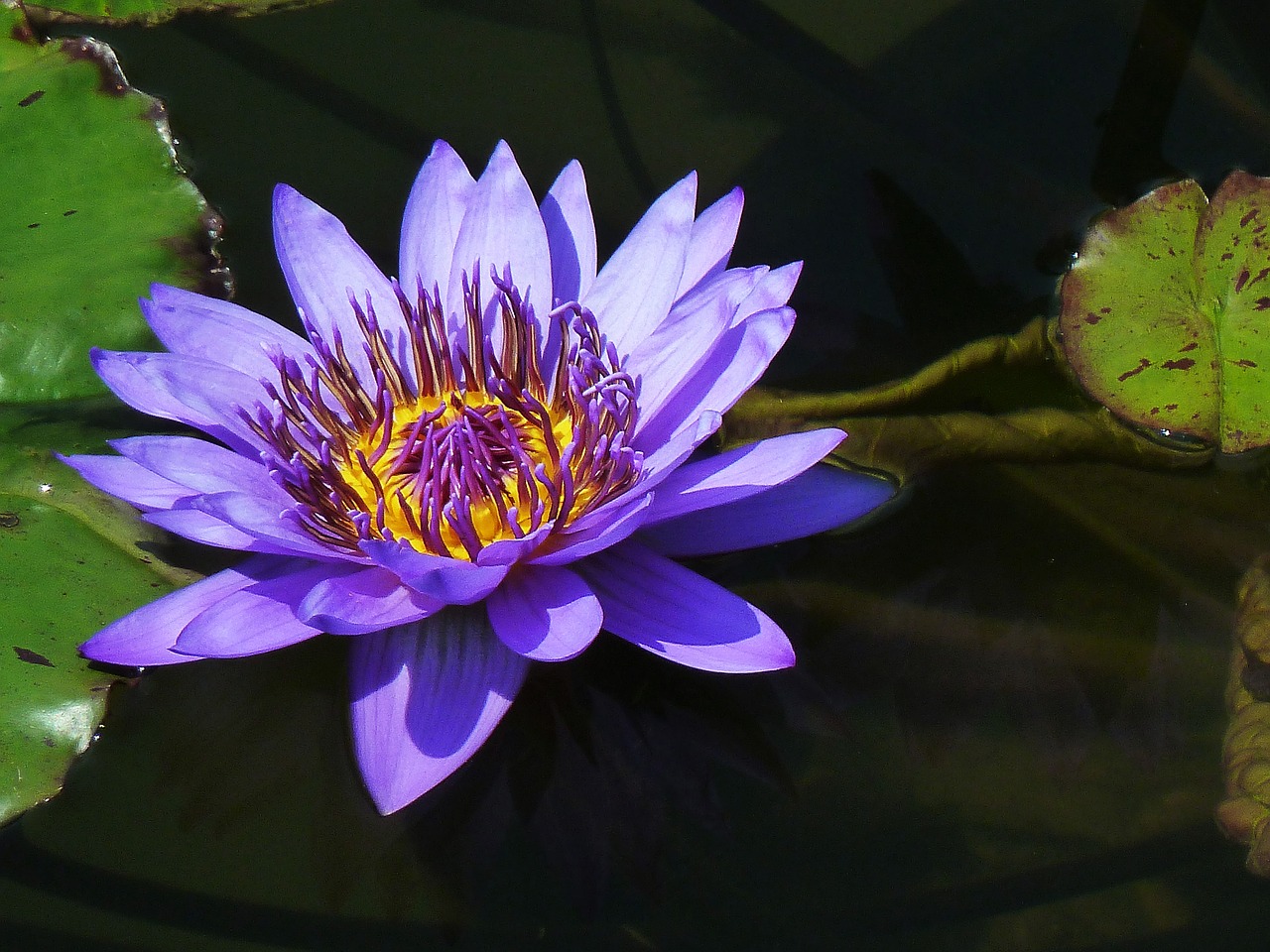 water lily pond plants purple free photo