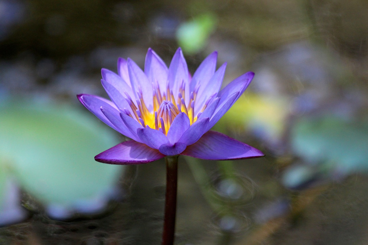water lily flower water plant free photo