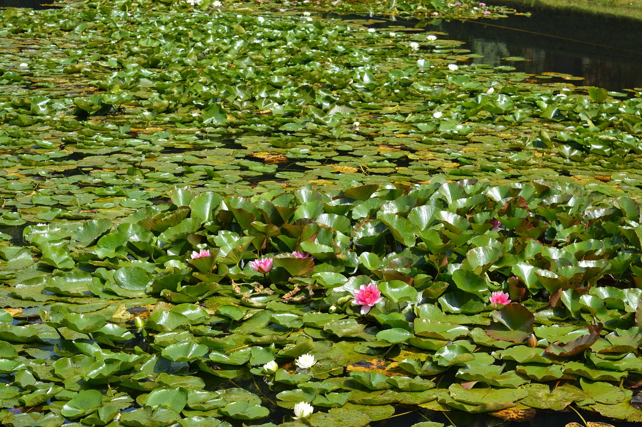 water lily pond water free photo