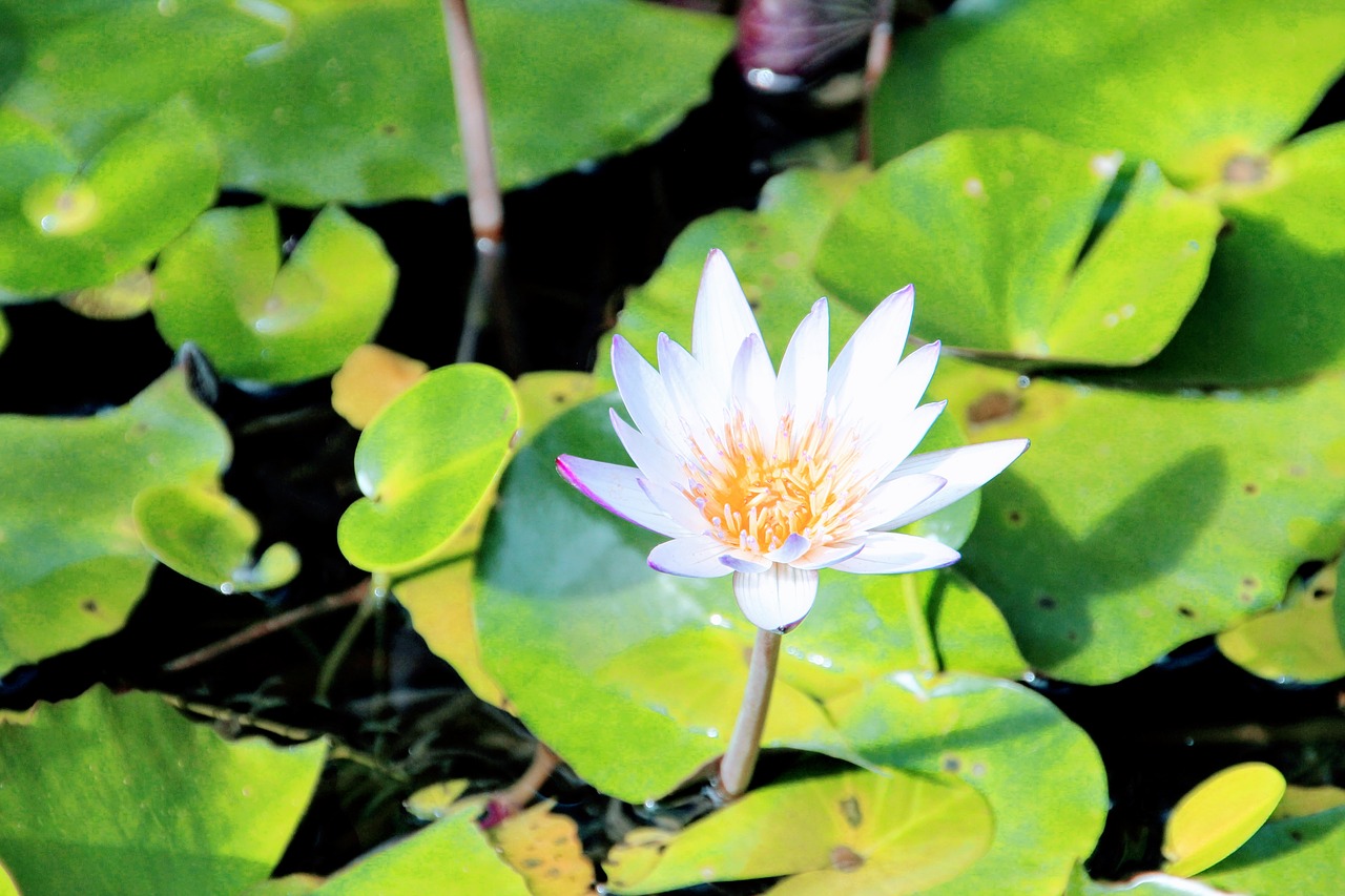 water lily rose lily pond free photo