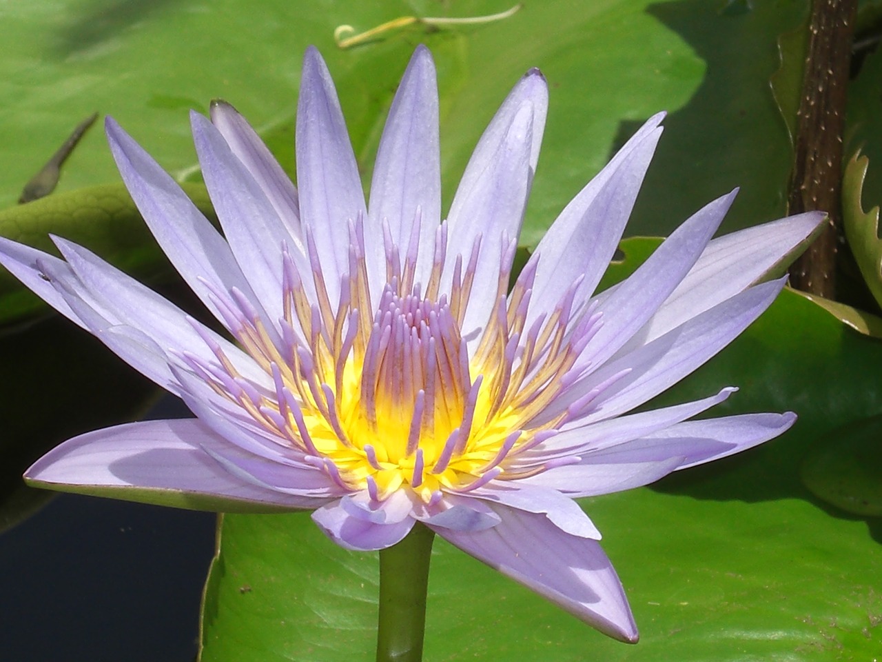 water lily violet blossom free photo