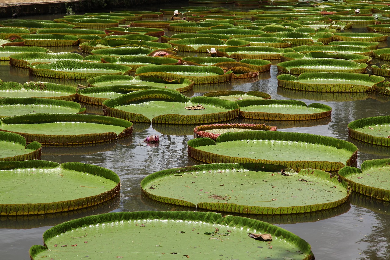 water lily victoria giant water lily free photo