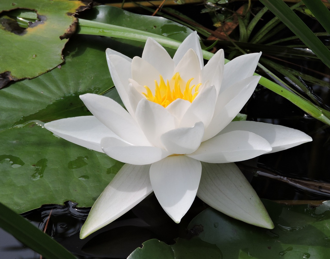 water lily white aquatic plant free photo