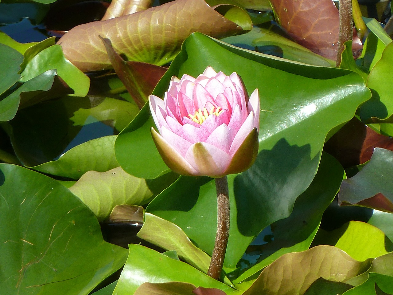 water lily pink blossom free photo