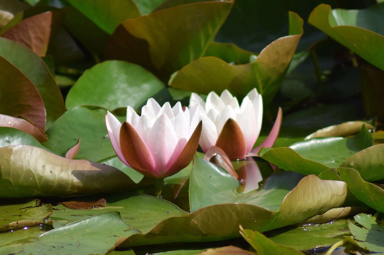 water lily pond aquatic plant free photo