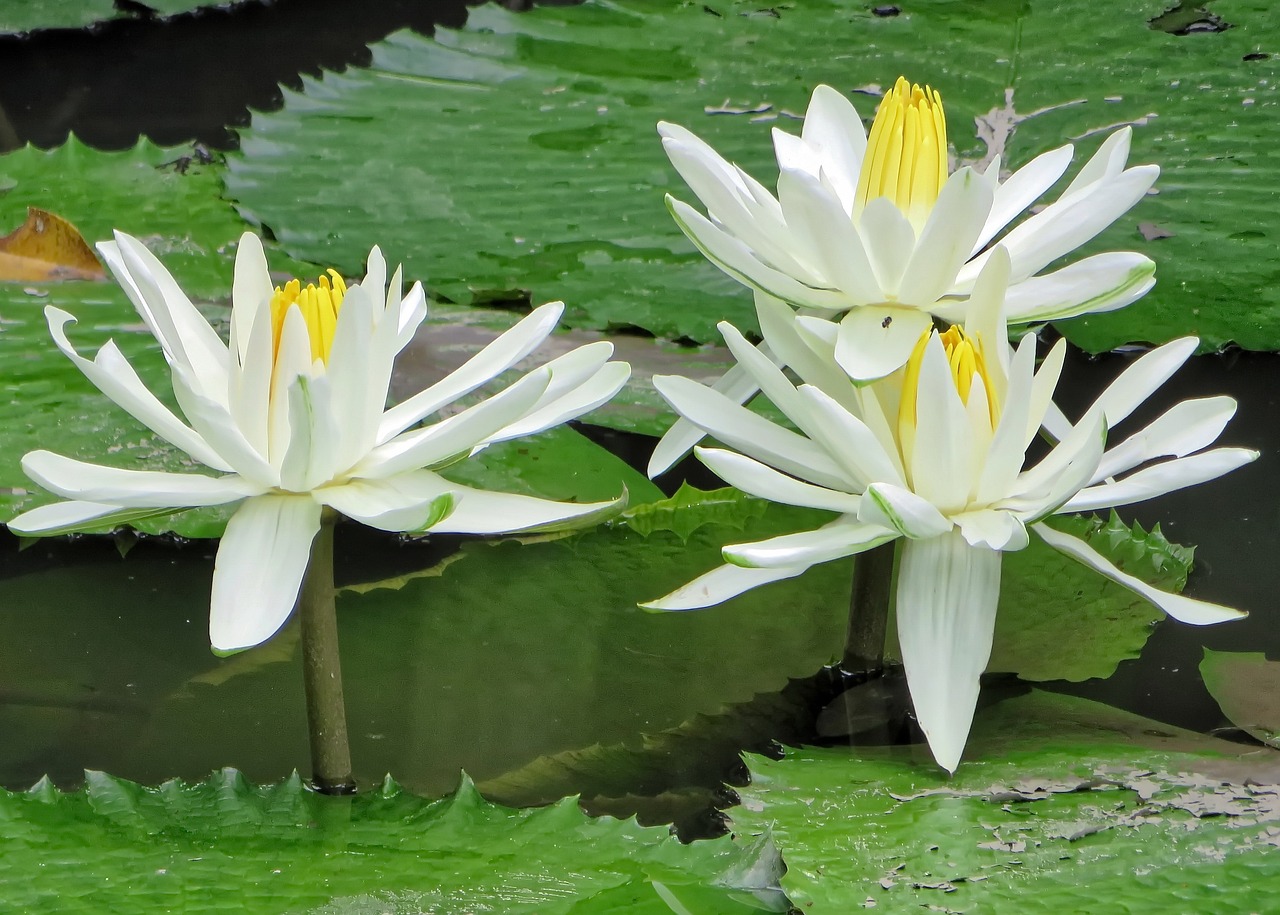 water lily nuphar lutea white water lily free photo