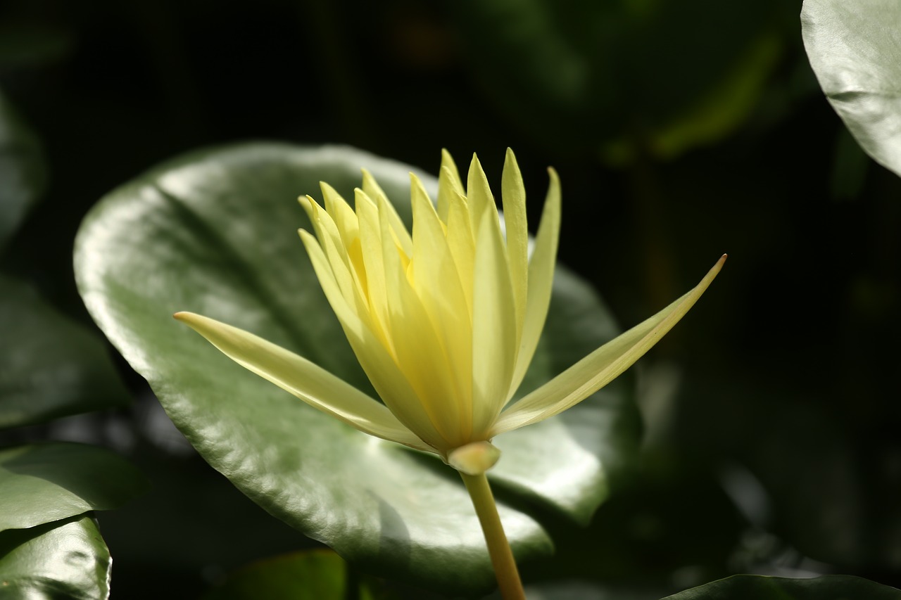 water lily water plant dust plant free photo