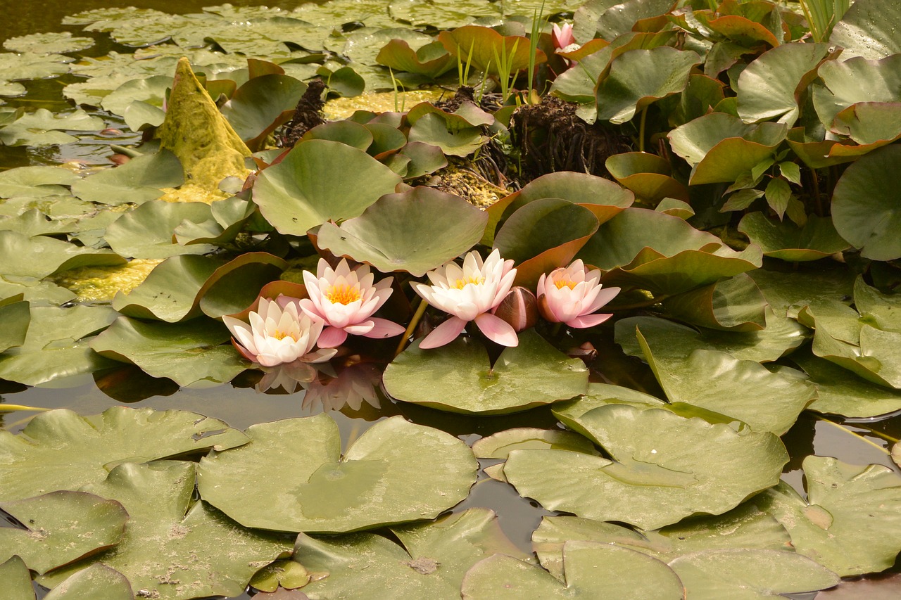 water lily pond aquatic plant free photo