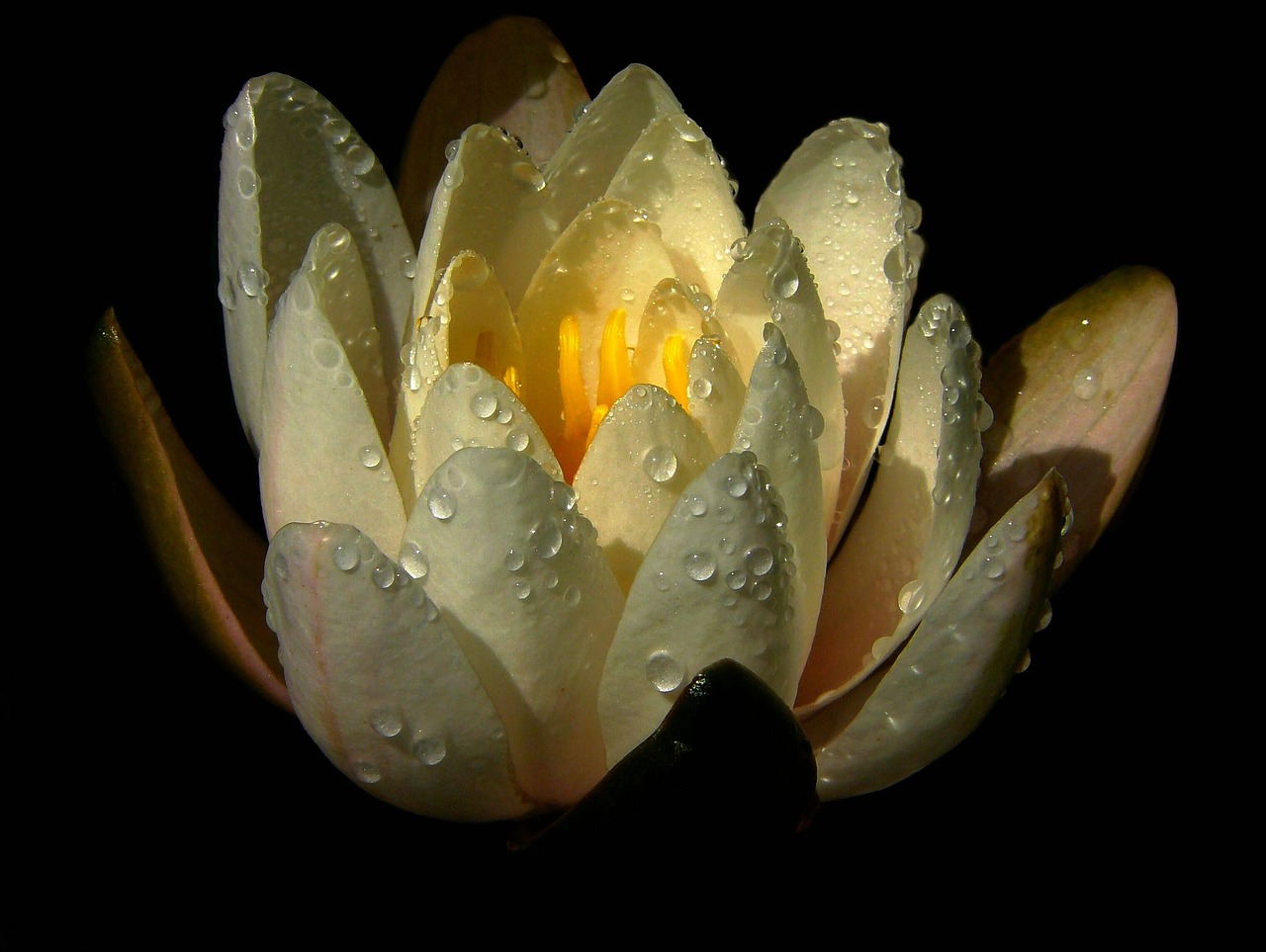 water lily nuphar lutea aquatic plant free photo