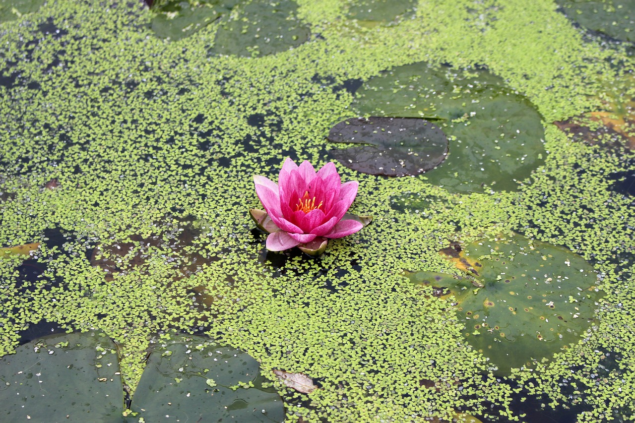 water lily flower lily free photo