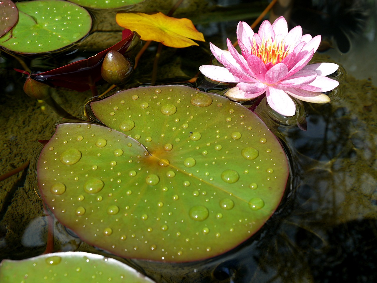 water lily pond aquatic plant free photo