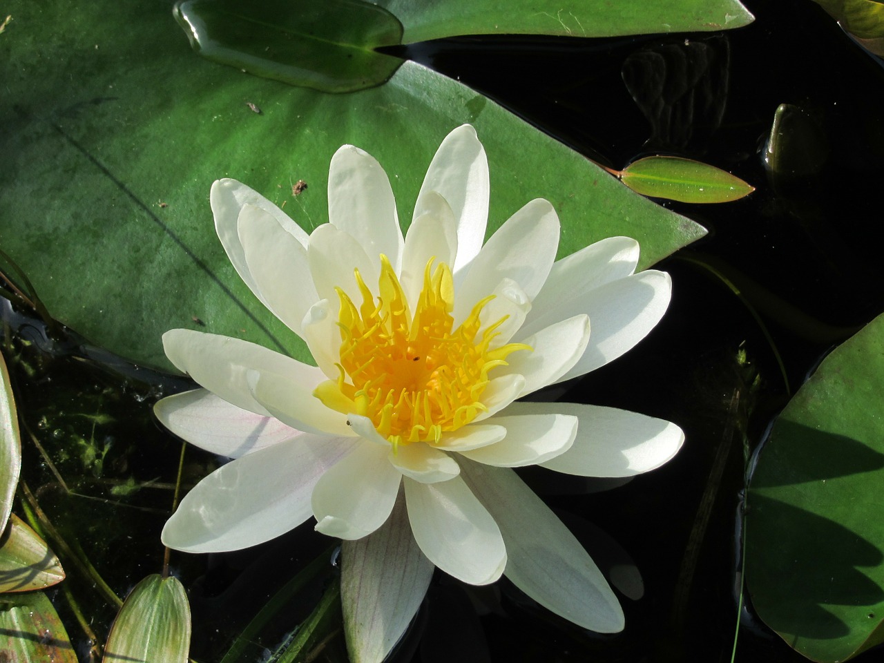 water lily pond green free photo