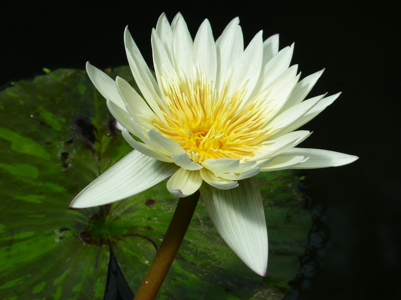 water lily white aquatic plant free photo