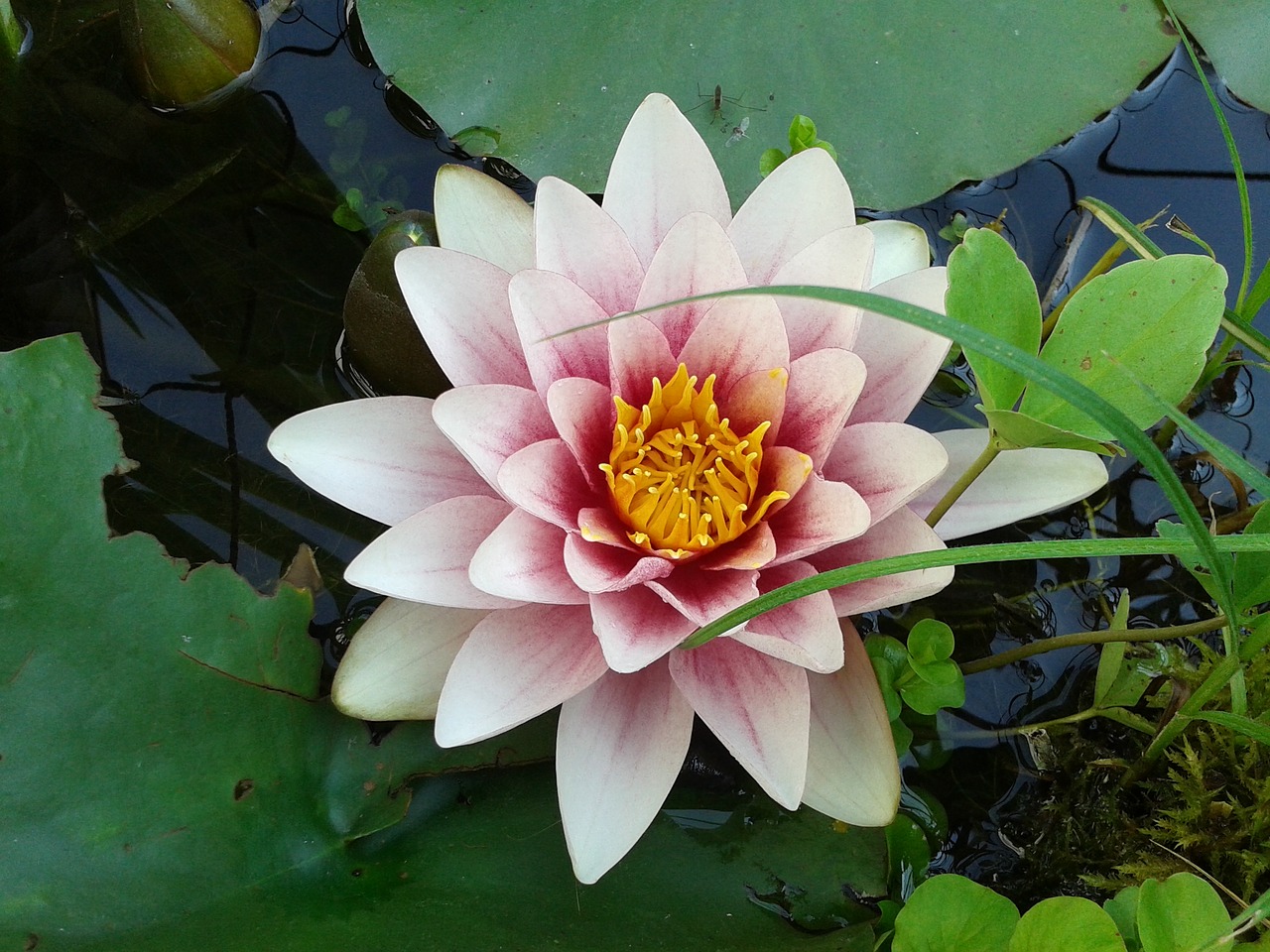 water lily pink water free photo