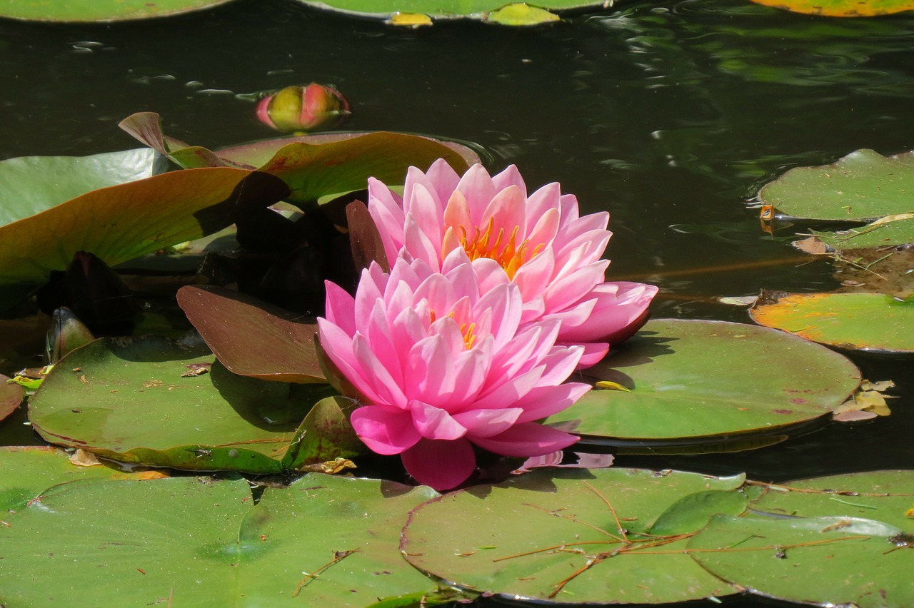water lily flower heritage museums free photo