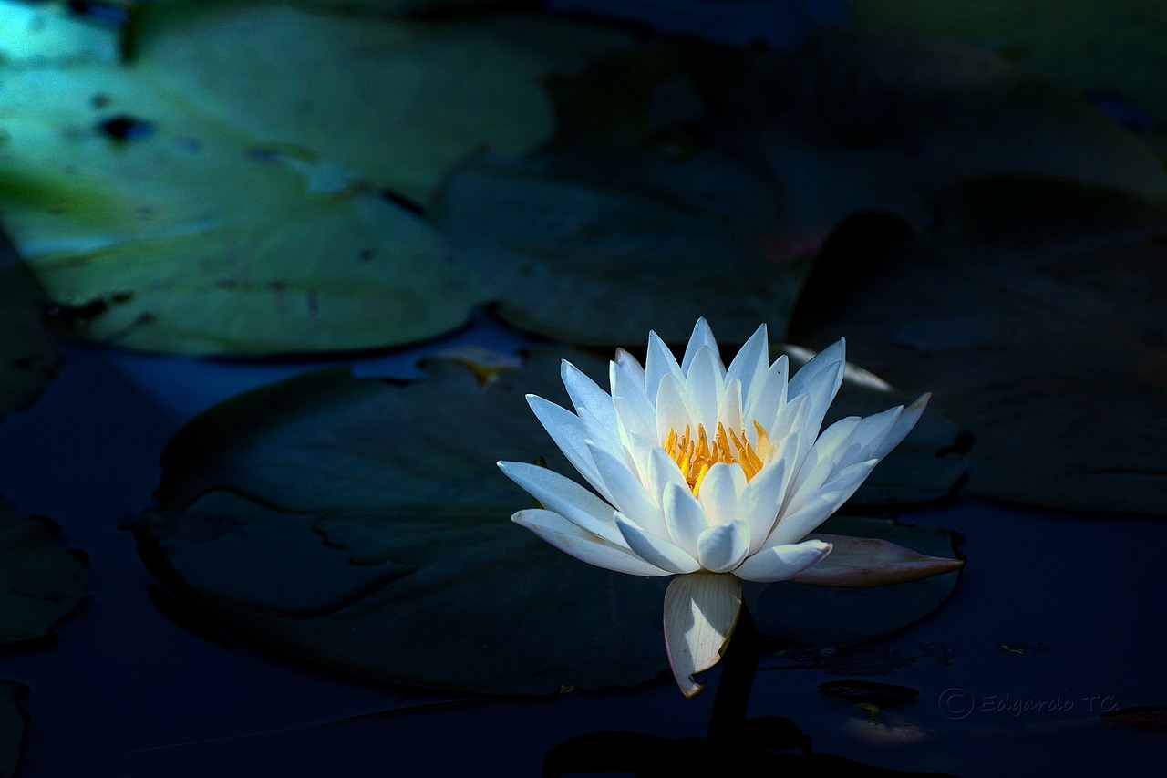 water lily white water lily flower lake free photo