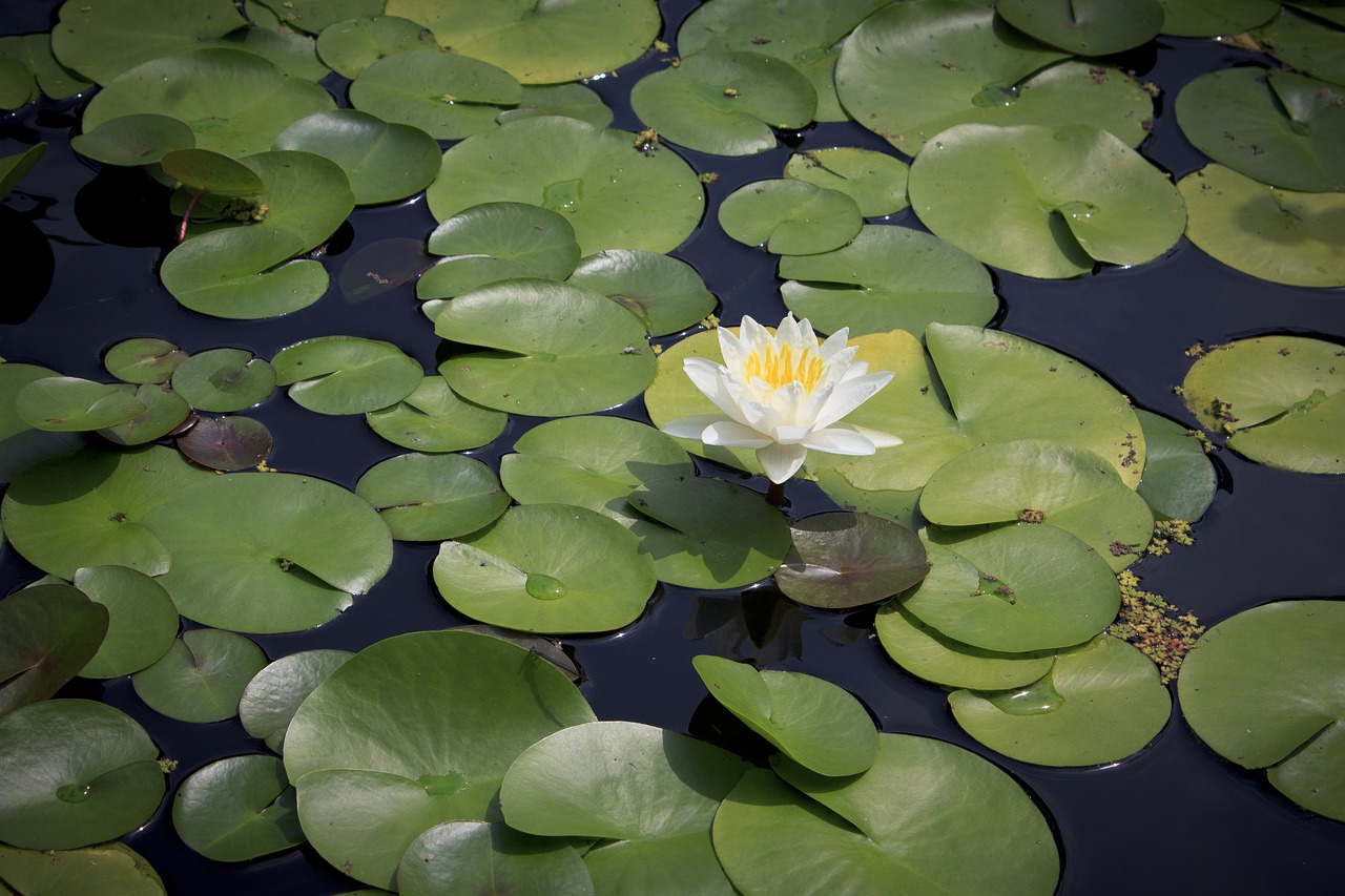 water lily pond summer free photo