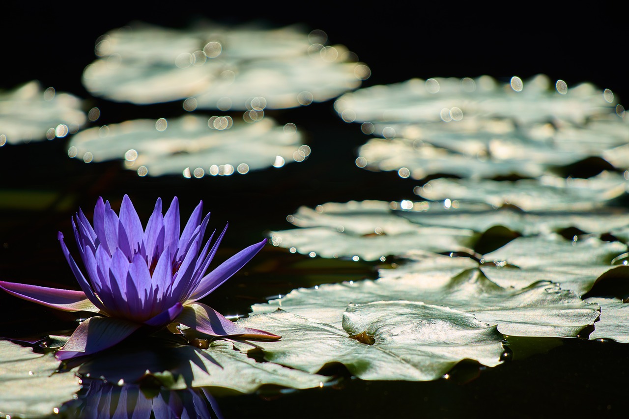 water lily waterside aquatic plant free photo