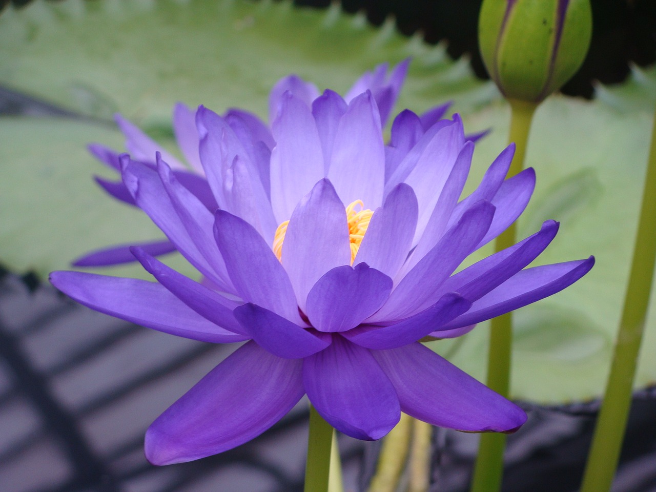 water lily nymphea lotus free photo