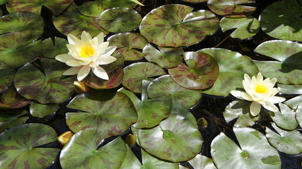 water lily flower pond free photo