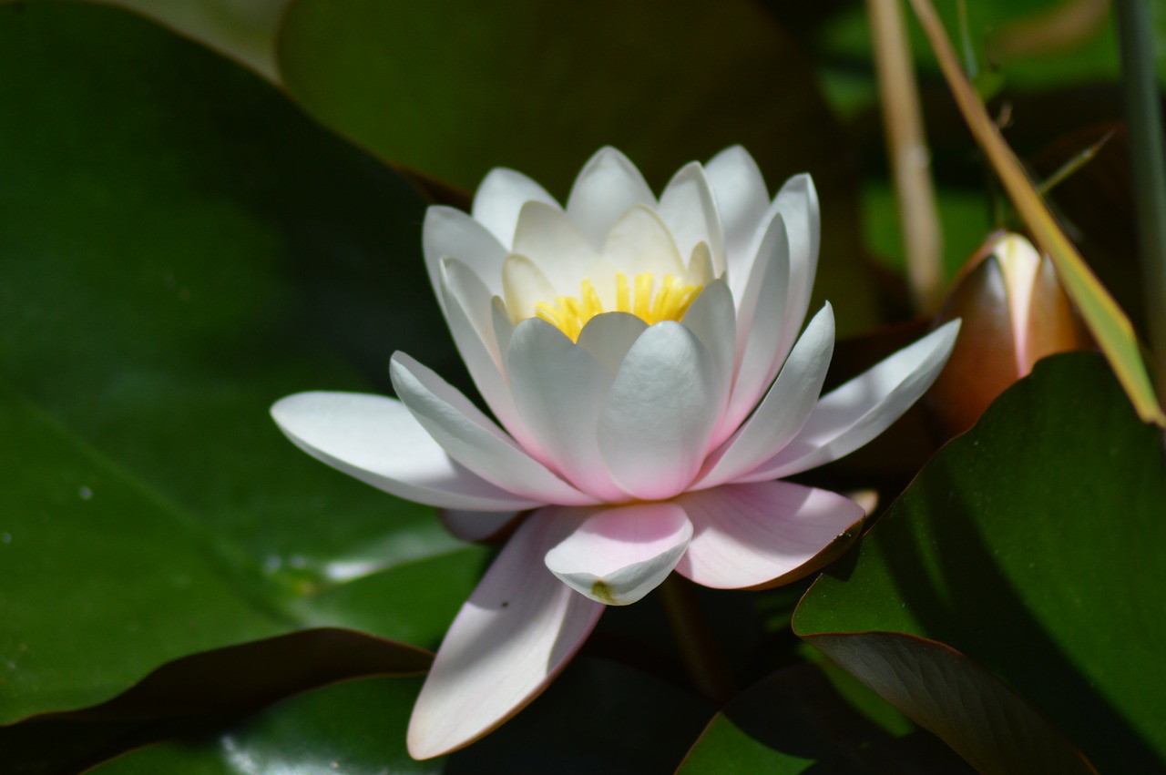 water lily flower aquatic plant free photo