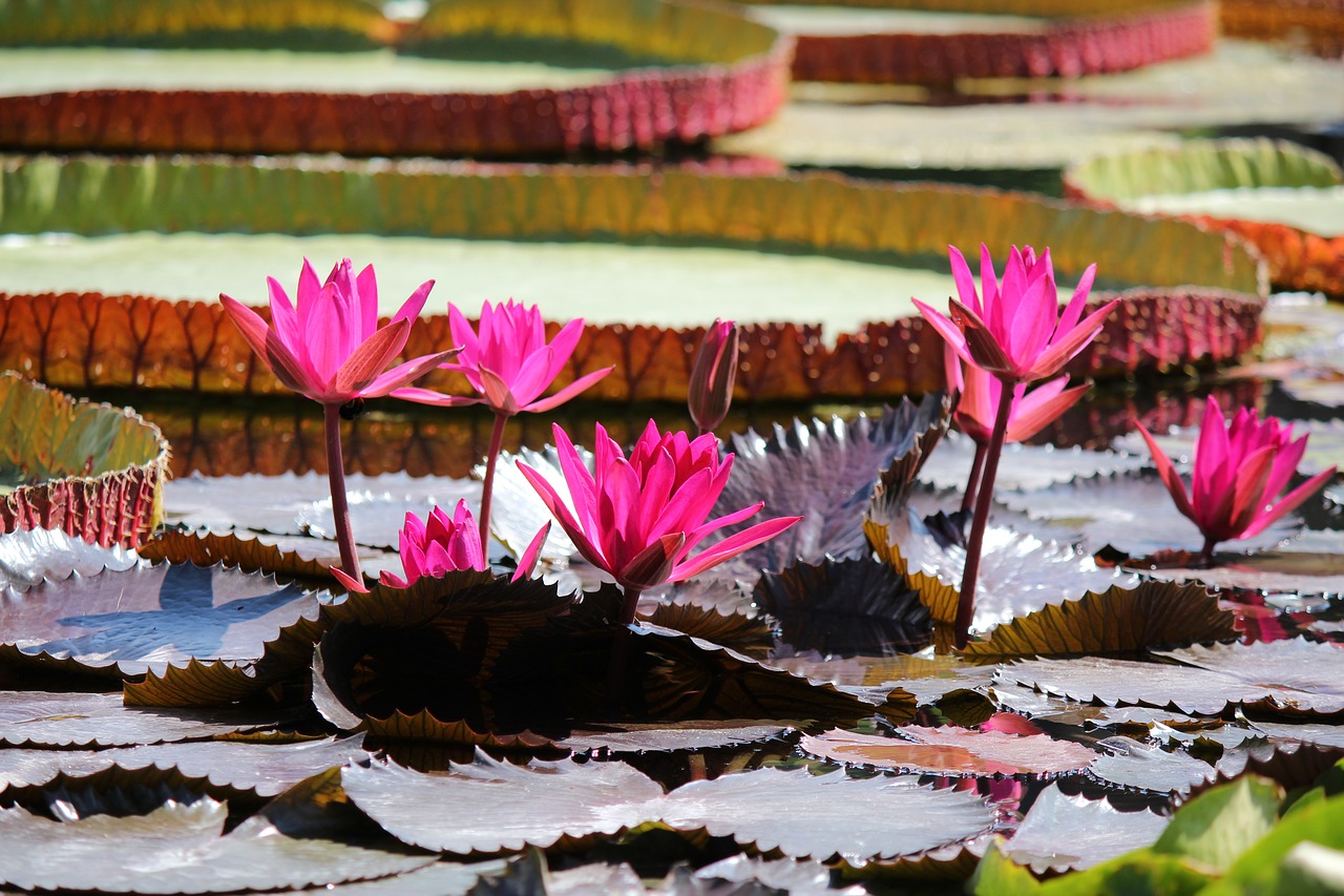 water lily pond aquatic plant free photo