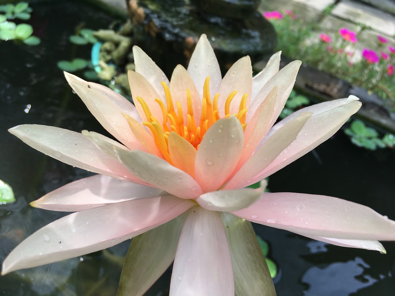 water lily yellow blossom free photo