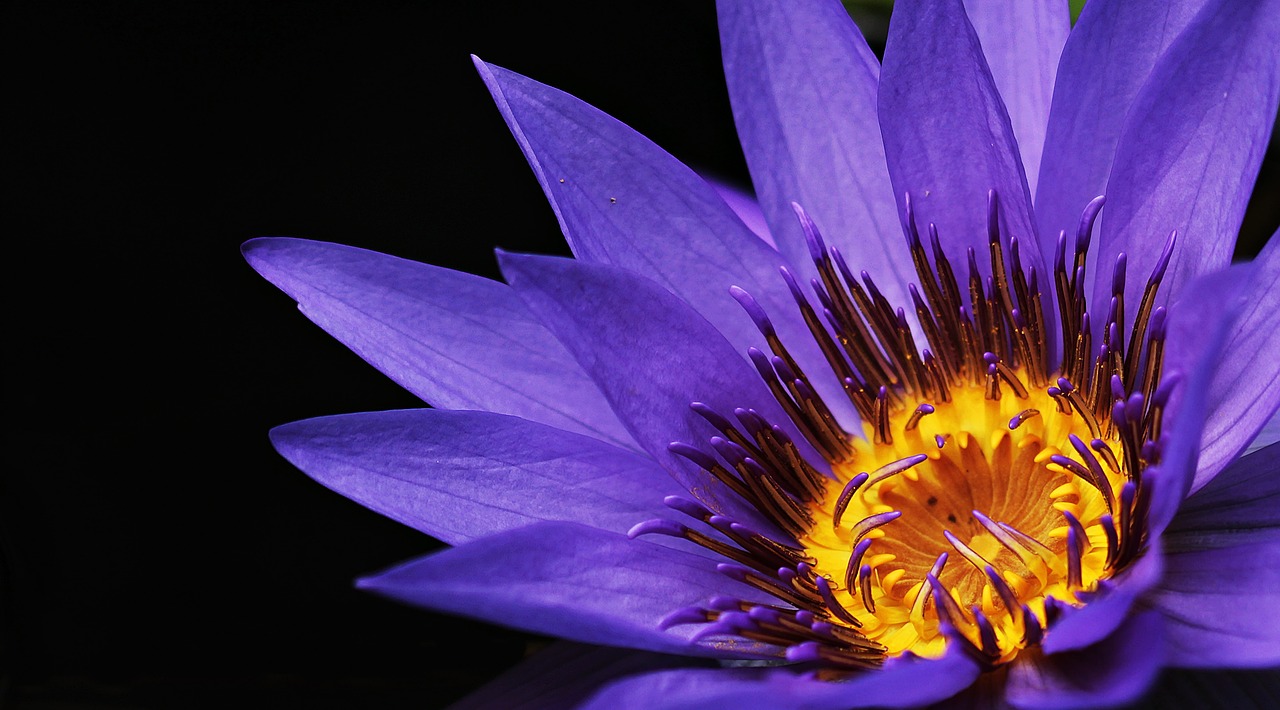 water lily nuphar lutea aquatic plant free photo