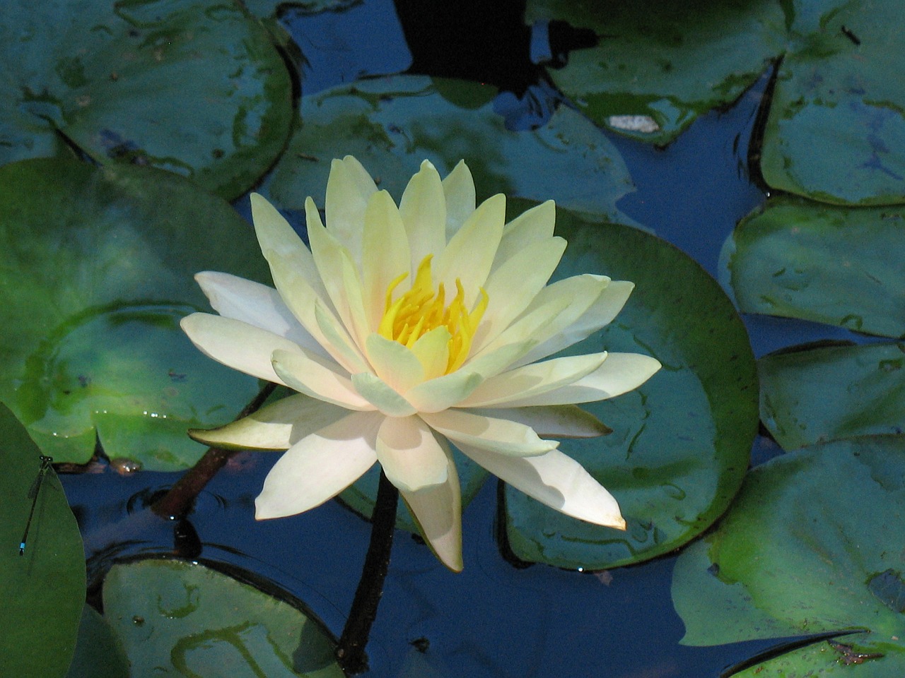 water lily flower pond free photo