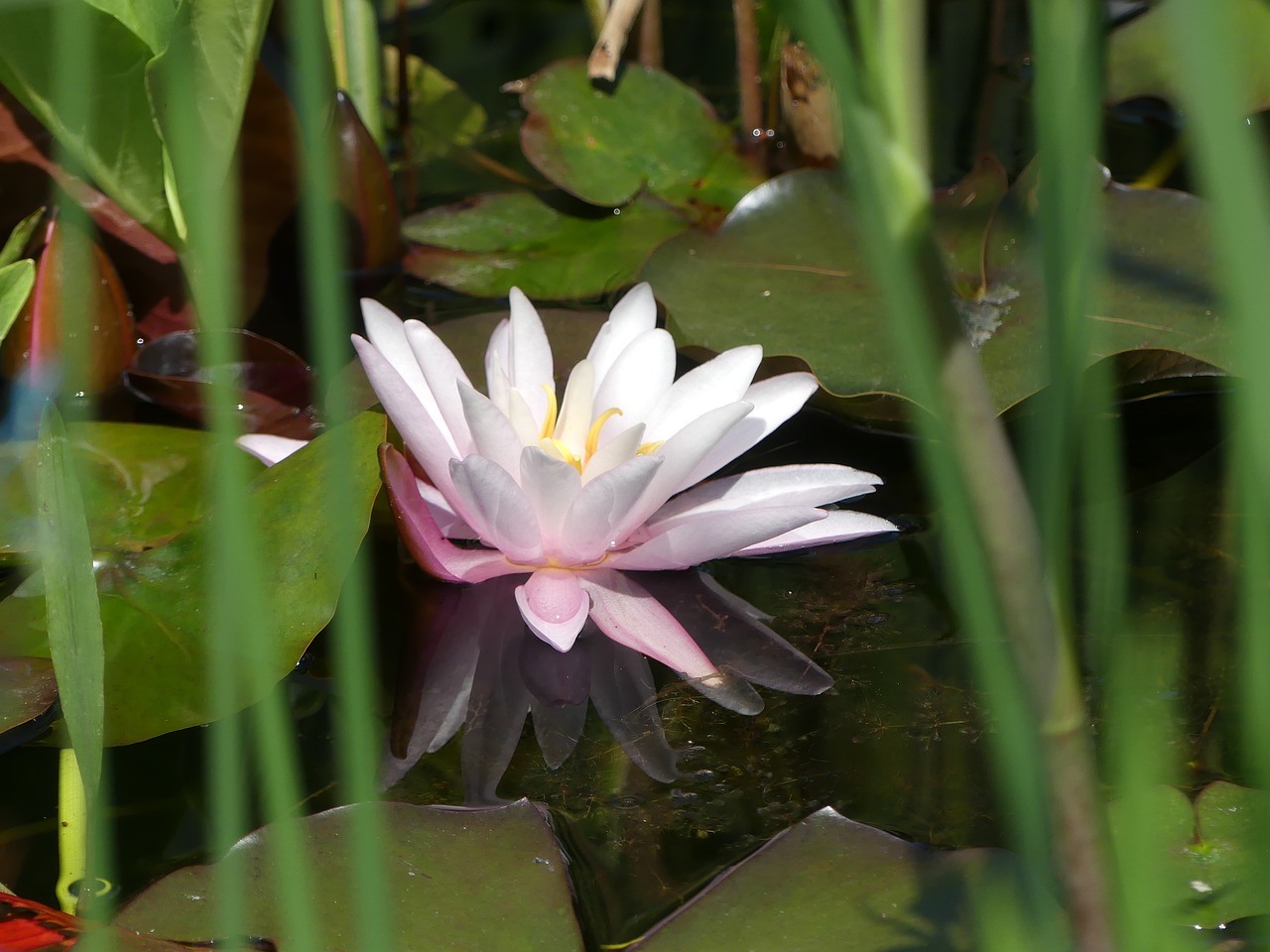 water lily pink pond free photo