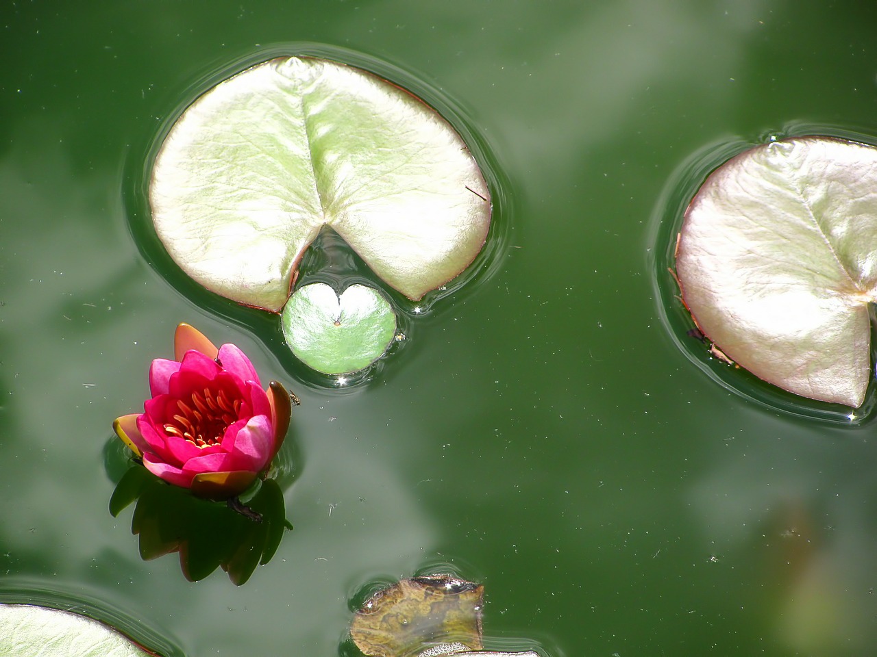 water lily lotus lotos free photo