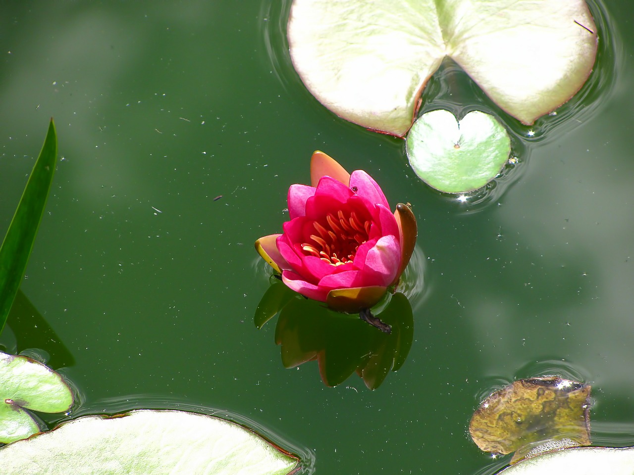 water lily lotus lotos free photo