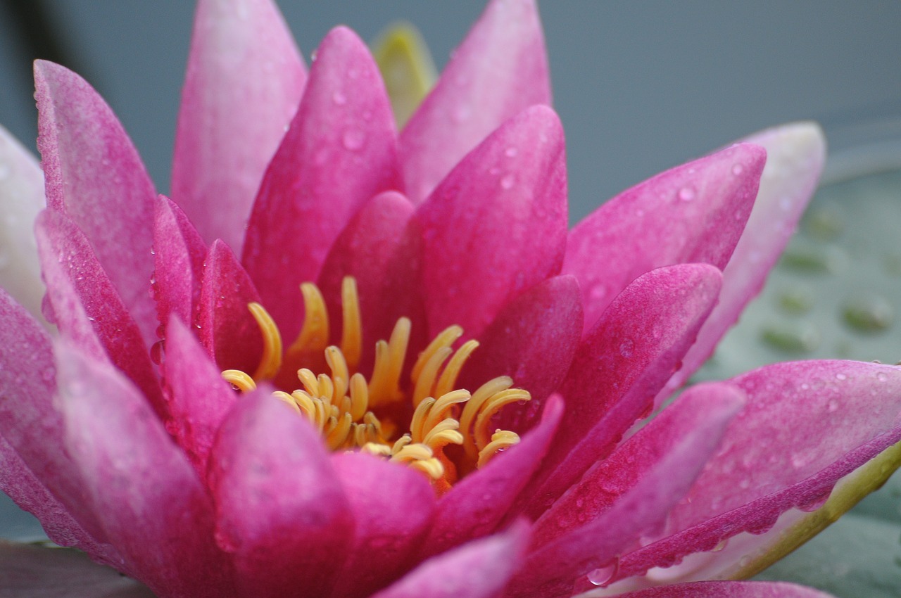 water lily flower lake free photo