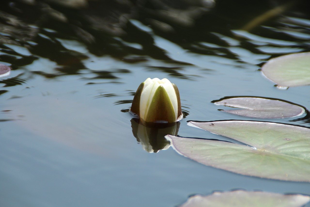 water lily aquatic plant nuphar lutea free photo