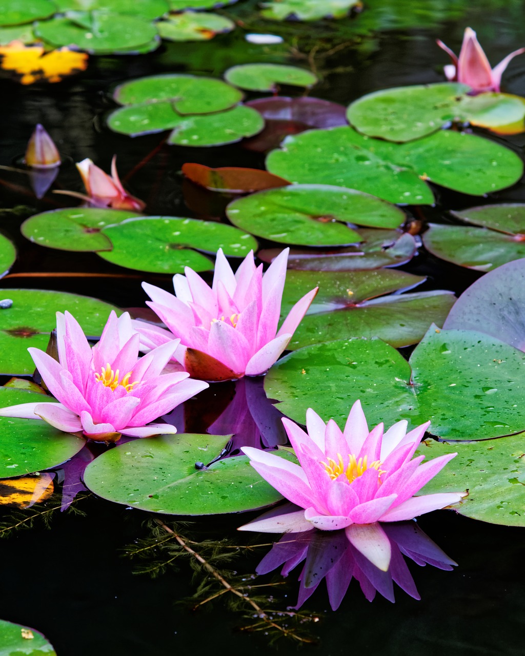water lily water green free photo