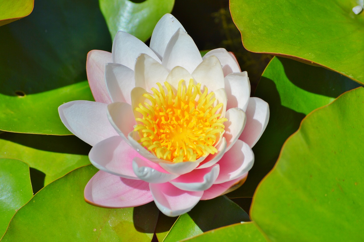 water lily rose flower free photo