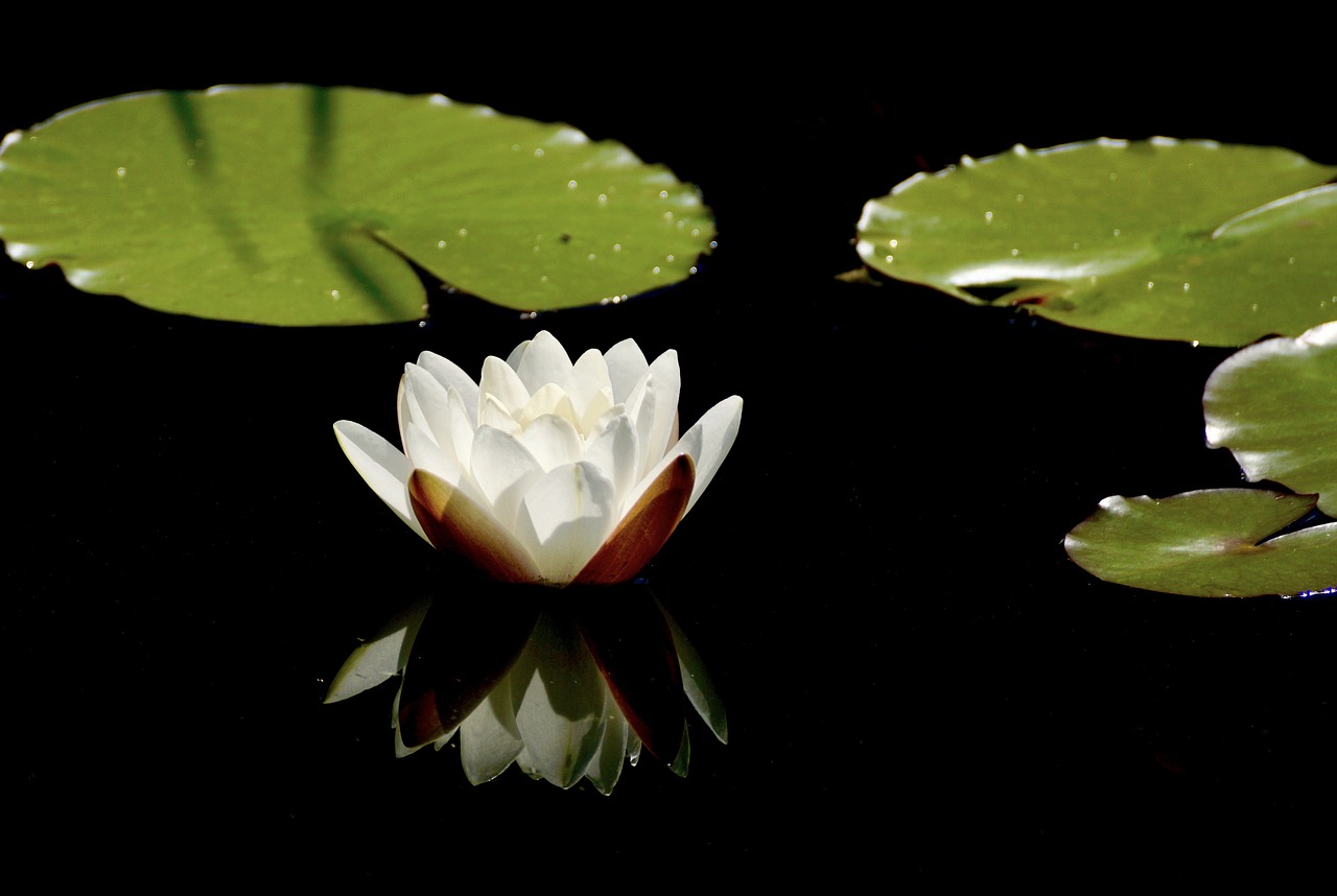 water lily white blossom free photo